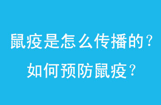 鼠疫是怎么傳播的？如何預防鼠疫？